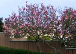Magnolia loebneri Campbellii / Rózsaszín liliomfa